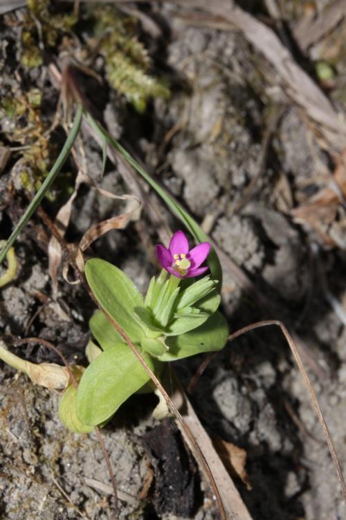 百金-Gentianaceae龍膽科-百金屬-Centaurium japonicum-20090510臺北-北海岸-十八王公廟-雙子葉-IMG_1057