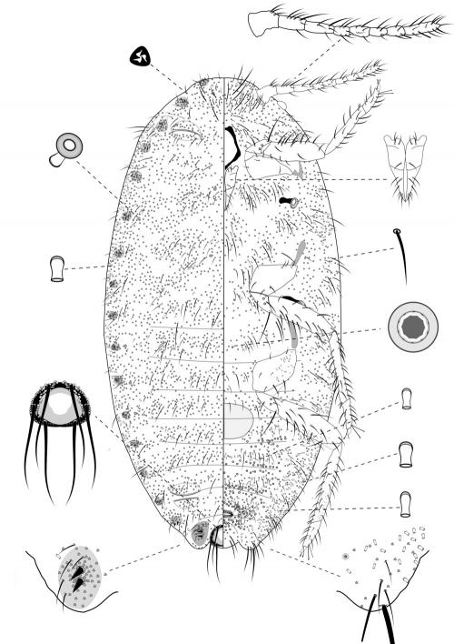 Pseudococcus cryptus Hempel, 1918