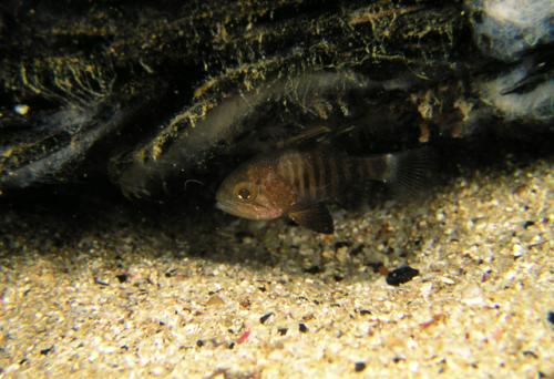 Apogonichthyoides timorensis@fishdb-media-353