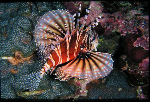 Dendrochirus zebra@fishdb-media-2532 Dendrochirus zebra@fishdb-media-2532