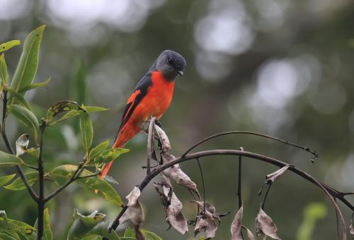 灰喉山椒鳥 灰喉山椒鳥