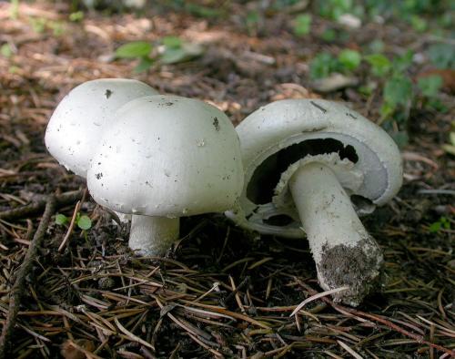 Agaricus arvensis