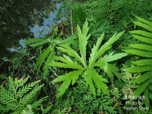 大吳風草