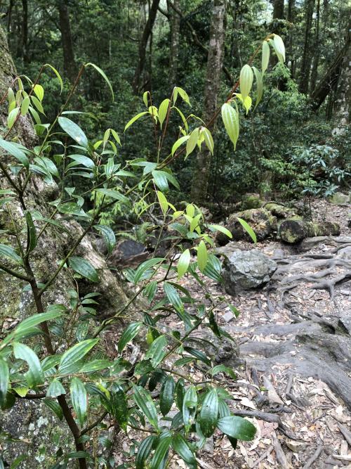 香桂 香桂