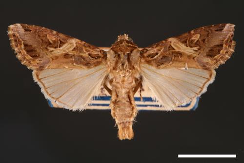 Spodoptera litura[斜紋夜蛾][00002782]