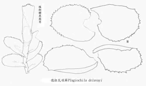 德拉瓦羽蘚