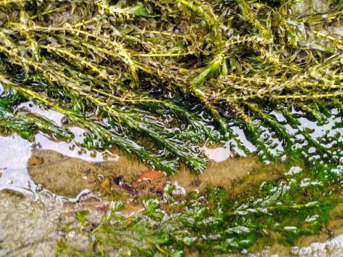 水蘊草