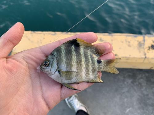 梭地豆娘魚 梭地豆娘魚