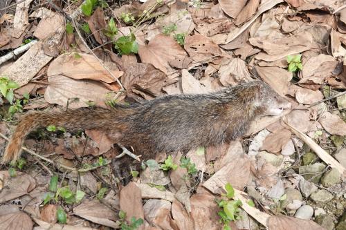 食蟹獴 食蟹獴