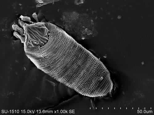 Aceria litchii (Keifer, 1943) Aceria litchii (Keifer, 1943)