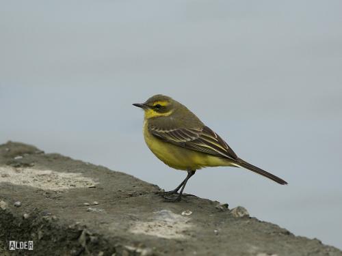 20091224_380431_Yellow_Wagtail_4239.jpg