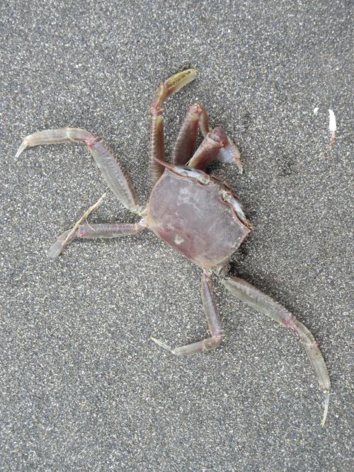 角眼沙蟹