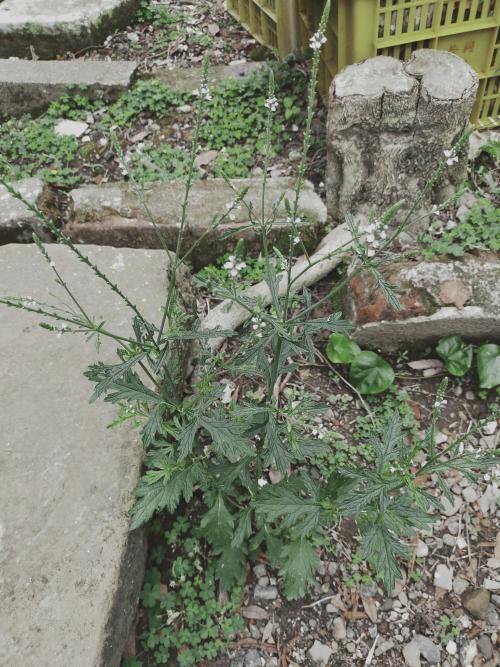 馬鞭草 馬鞭草