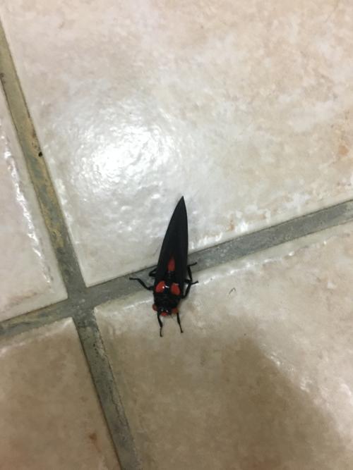 紅蟬