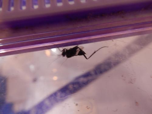 廣旗腹蜂 廣旗腹蜂