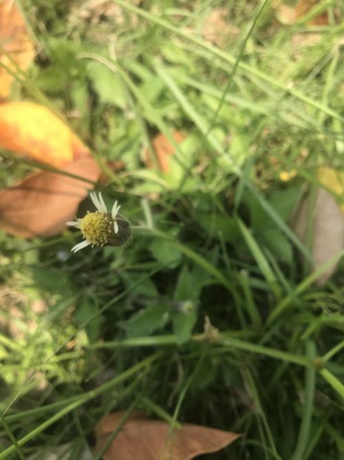 長柄菊