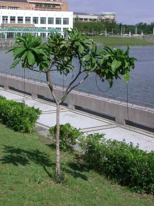 水茄苳（穗花棋盤腳）