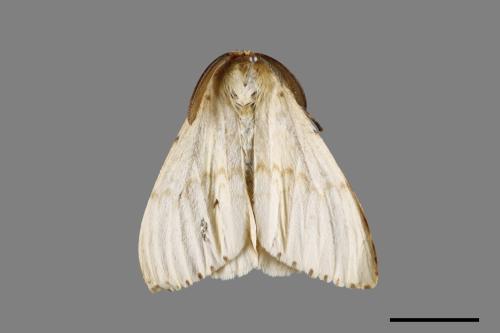 Lymantria xylina xylina[黑角舞蛾][00102322]