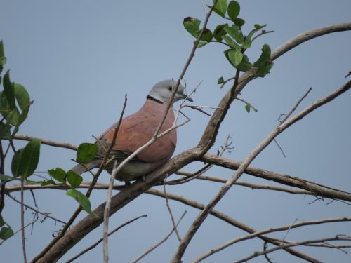 紅鳩