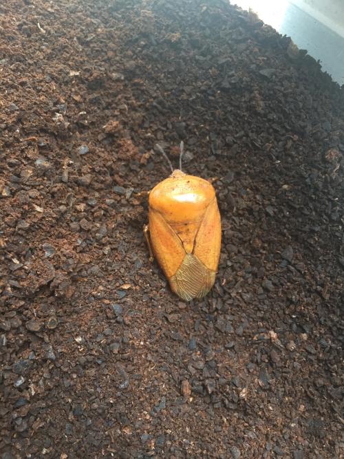 荔蝽