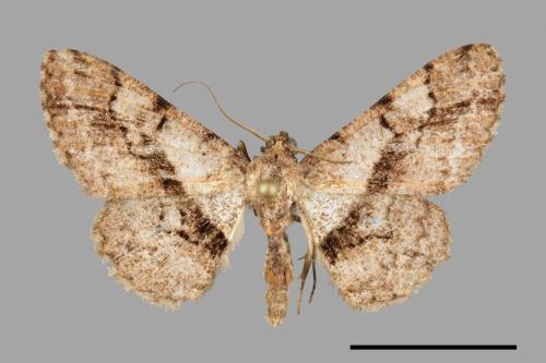 Satoblephara owadai[腹毛墨紋尺蛾][00032587]