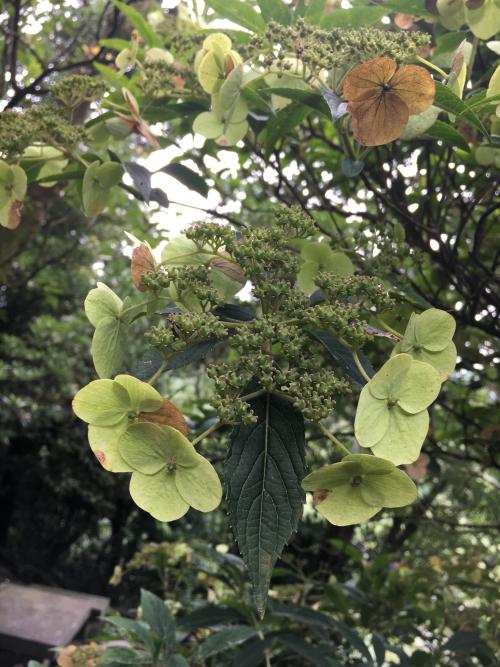 華八仙(華南分布)