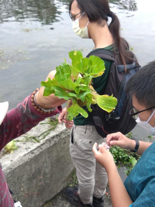 大薸