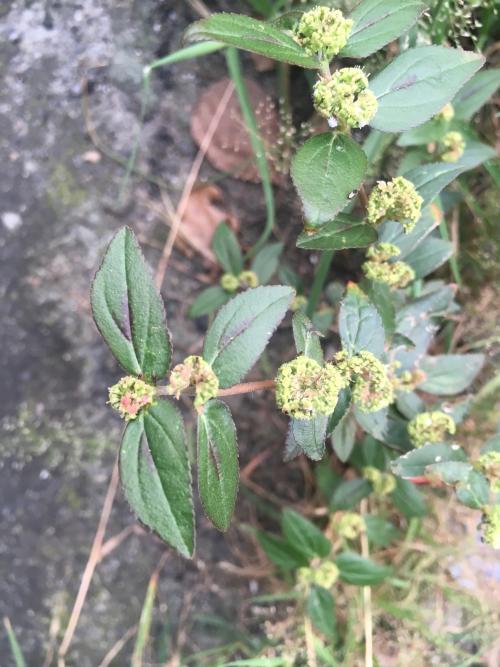 飛揚草