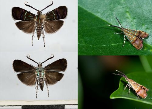 DSD_6845 Saptha angustistriata.jpg DSD_6845 Saptha angustistriata.jpg