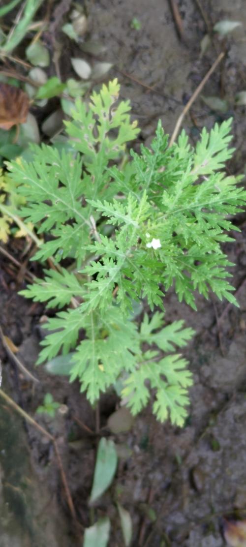 銀膠菊