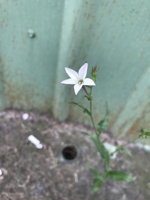 皺葉菸草 皺葉菸草