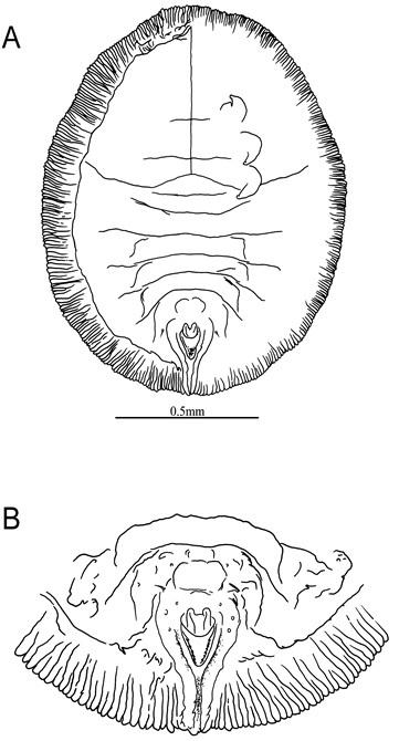 Aleurolobus scolopiae  Takahashi, 1933  魯花樹穴粉蝨