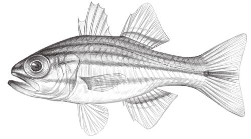 Ostorhinchus holotaenia@Jheng1170 Ostorhinchus holotaenia@Jheng1170