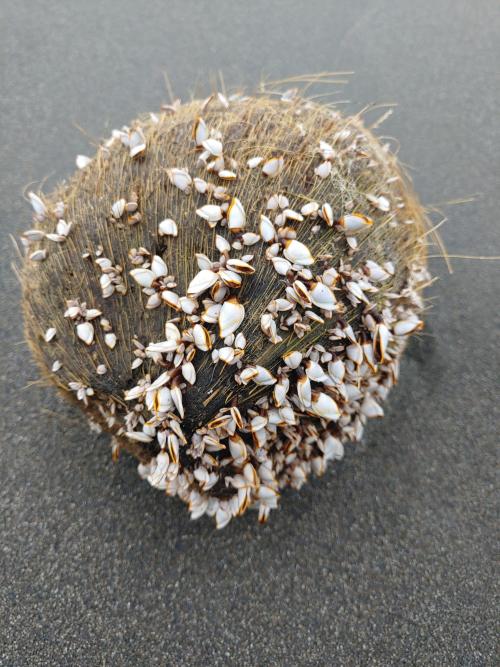 鵝茗荷 鵝茗荷