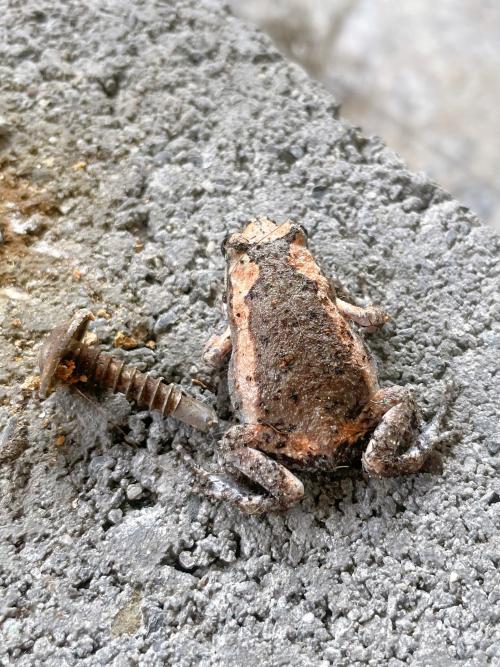 花狹口蛙 花狹口蛙