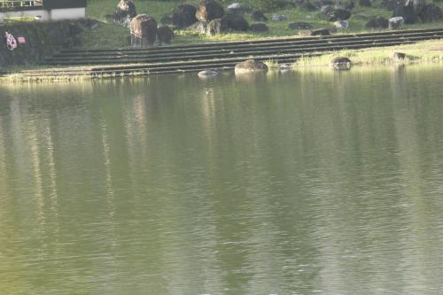 棕沙燕 棕沙燕
