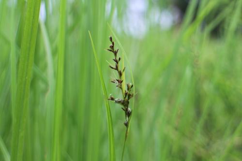 毛果珍珠茅 (珍珠茅)
