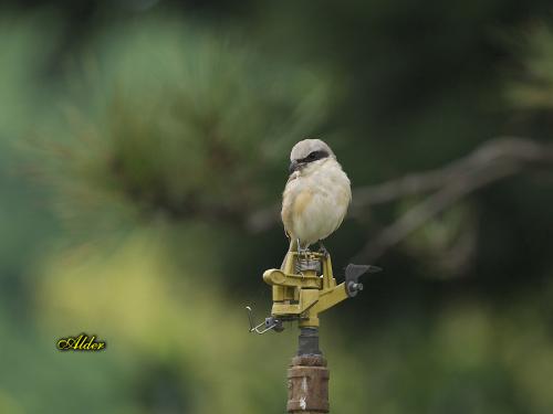 20090725_380368_Brown_Shrike_3921.jpg