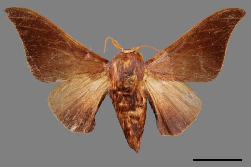 Mustilia sphingiformis gerontica[鉤翅赭蠶蛾][00059692]