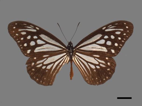 Parantica swinhoei[小青斑蝶][00061535]