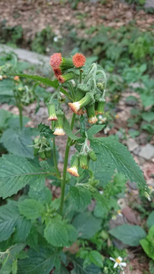野茼蒿