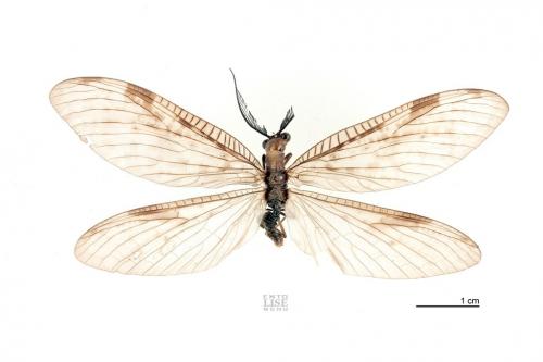 Neochauliodes fraternus (McLachlan, 1869) Neochauliodes fraternus (McLachlan, 1869)