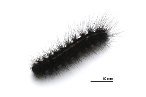 Creatonotos transiens koni