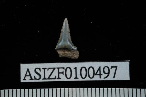 Carcharhinus sp. [ASIZF0100497]