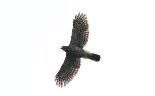 鳳頭蒼鷹 鳳頭蒼鷹