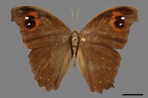 Melanitis leda[樹蔭蝶][00013492]