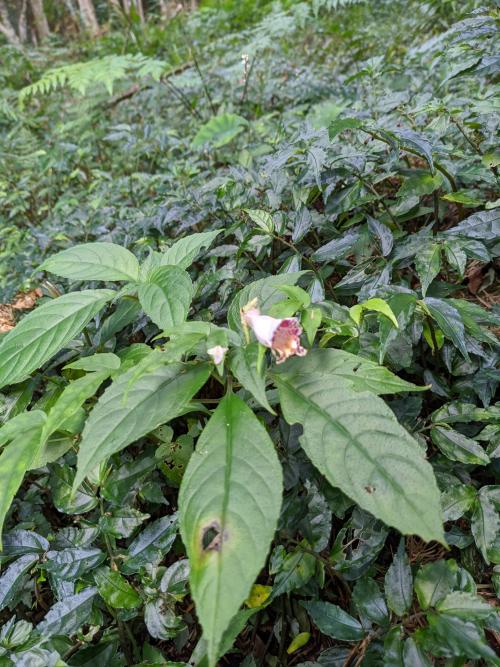 角桐草 角桐草