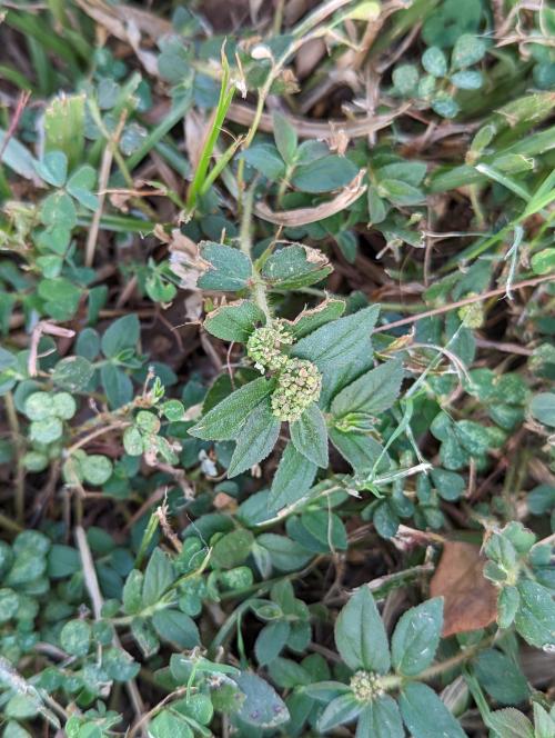 飛揚草 飛揚草