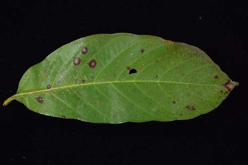 Pseudocercospora lagerstroemiigena