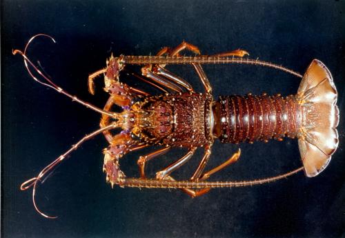 Panulirus longipes bispinosus Borradaile, 1899